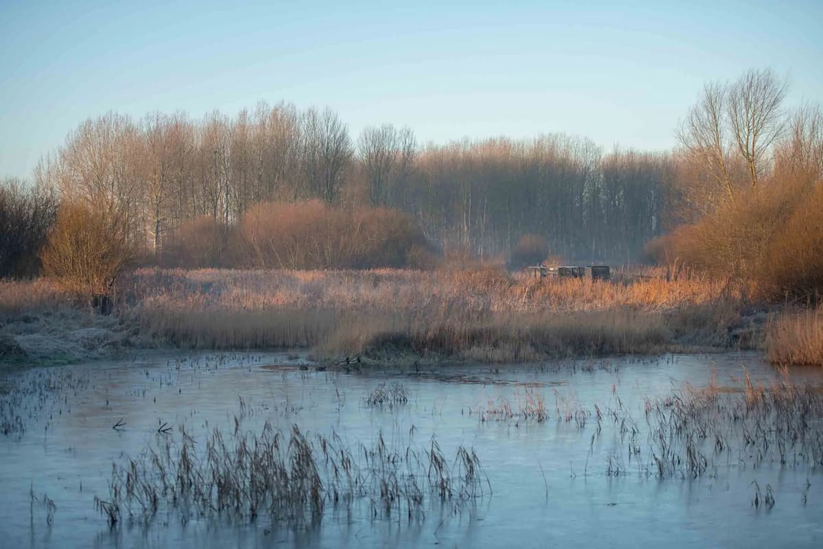 early morning winter photo of blue sky behind tall and thin leafless trees. Russet grasses meet still waters, with some emerging vegetation in the foreground